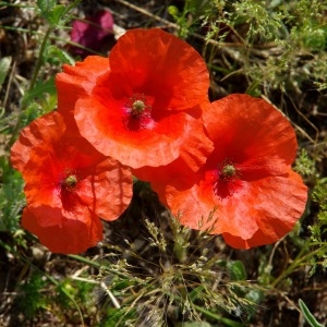 Photographie n°1946487 du taxon Coquelicot