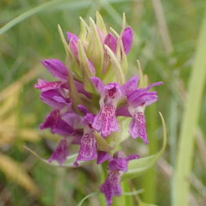 Photographie n°1947453 du taxon Dactylorhiza incarnata (L.) Soó [1962]