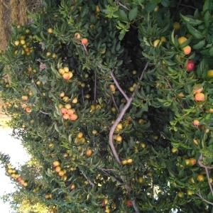 Photographie n°1947933 du taxon Prunus domestica L. [1753]
