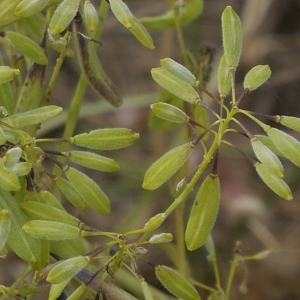 Photographie n°1948313 du taxon Isatis tinctoria L. [1753]