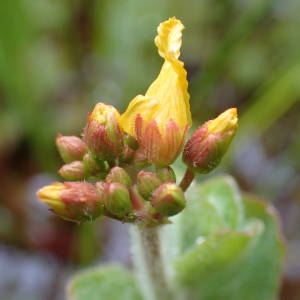 Photographie n°1948382 du taxon Hypericum elodes L. [1759]