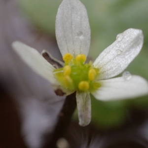 Photographie n°1948400 du taxon Ranunculus tripartitus DC. [1807]