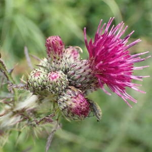 Photographie n°1948427 du taxon Cirsium palustre (L.) Scop. [1772]