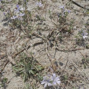 Photographie n°1948503 du taxon Malva multiflora (Cav.) Soldano, Banfi & Galasso [2005]