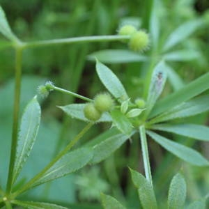 Photographie n°1948559 du taxon Galium aparine L. [1753]