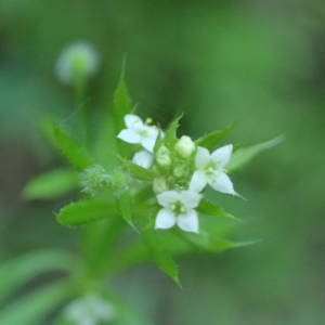 Photographie n°1948562 du taxon Galium aparine L. [1753]