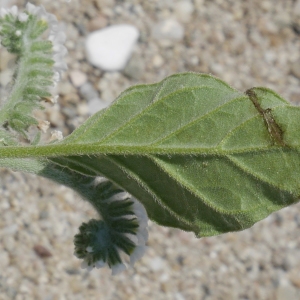 Photographie n°1948716 du taxon Heliotropium europaeum L. [1753]