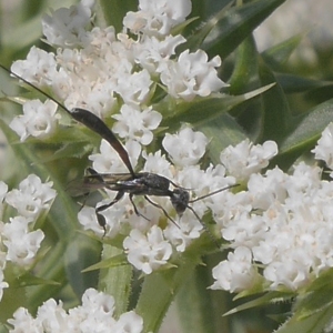 Photographie n°1948749 du taxon Echinophora spinosa L. [1753]