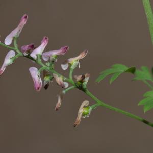 Photographie n°1948790 du taxon Fumaria bastardii Boreau [1847]