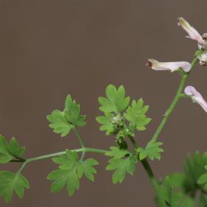 Photographie n°1948794 du taxon Fumaria bastardii Boreau [1847]