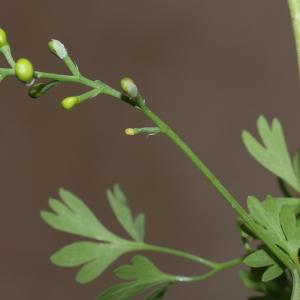 Photographie n°1948797 du taxon Fumaria bastardii Boreau [1847]