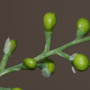 Photographie n°1948817 du taxon Fumaria bastardii Boreau [1847]