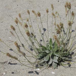 Photographie n°1948826 du taxon Plantago lagopus L.