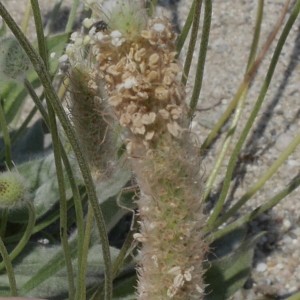 Photographie n°1948827 du taxon Plantago lagopus L.
