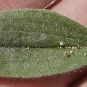 Photographie n°1948831 du taxon Plantago lagopus L.