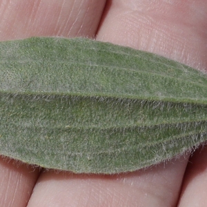 Photographie n°1948833 du taxon Plantago lagopus L.