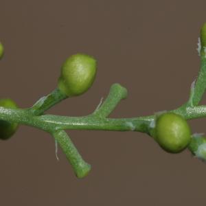 Photographie n°1948836 du taxon Fumaria bastardii Boreau [1847]