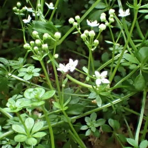 Photographie n°1949925 du taxon Galium saxatile L. [1753]