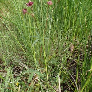 Photographie n°1949936 du taxon Comarum palustre L. [1753]