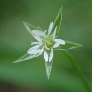 Photographie n°1949966 du taxon Stellaria alsine Grimm [1767]