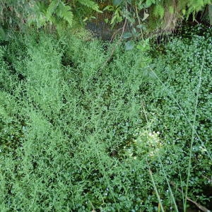 Photographie n°1949969 du taxon Stellaria alsine Grimm [1767]