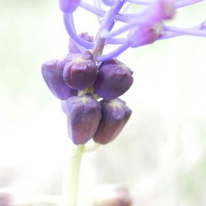 Photographie n°1950019 du taxon Muscari comosum (L.) Mill. [1768]