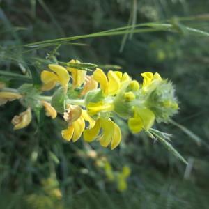 Photographie n°1950226 du taxon Phlomis lychnitis L. [1753]