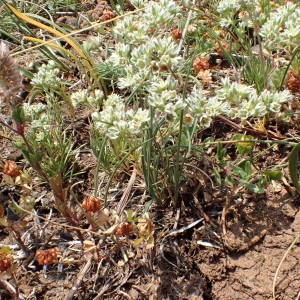 Photographie n°1950666 du taxon Scleranthus perennis L. [1753]