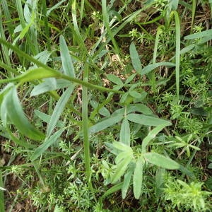 Photographie n°1950690 du taxon Trifolium rubens L.