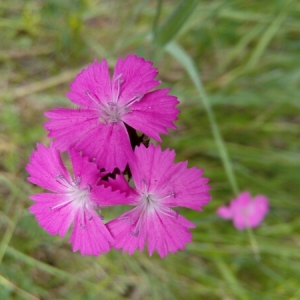 Photographie n°1951263 du taxon Dianthus carthusianorum L. [1753]