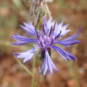 Photographie n°1951719 du taxon Cyanus segetum Hill [1762]