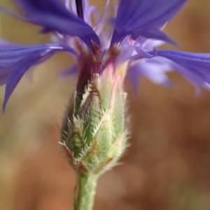 Photographie n°1951721 du taxon Cyanus segetum Hill [1762]