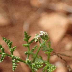 Photographie n°1951728 du taxon Caucalis platycarpos L. [1753]