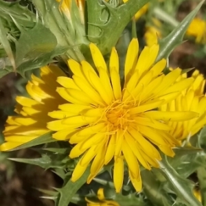 Photographie n°1951845 du taxon Scolymus hispanicus L. [1753]