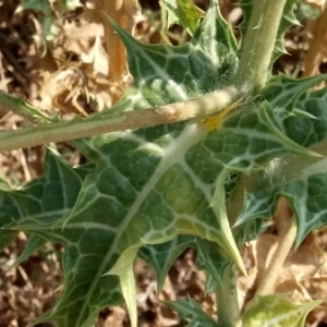 Photographie n°1951846 du taxon Scolymus hispanicus L. [1753]