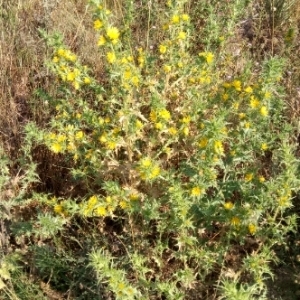 Photographie n°1951847 du taxon Scolymus hispanicus L. [1753]