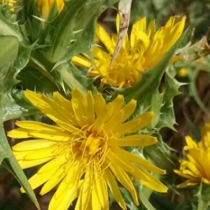 Photographie n°1951848 du taxon Scolymus hispanicus L. [1753]