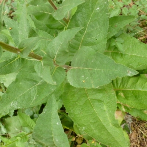 Photographie n°1951989 du taxon Verbascum L.