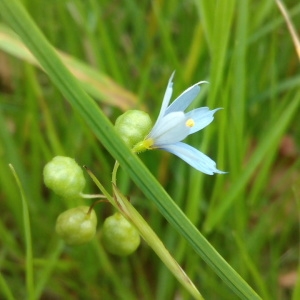 Photographie n°1952305 du taxon Sisyrinchium angustifolium Mill. [1768]