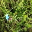  Florent Beck - Glandora prostrata subsp. prostrata 