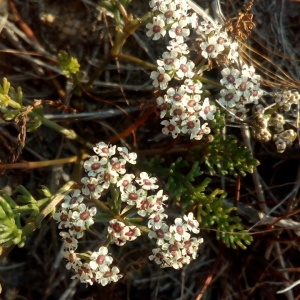 Caropsis verticillato-inundata (Thore) Rauschert (Faux Cresson de Thore)