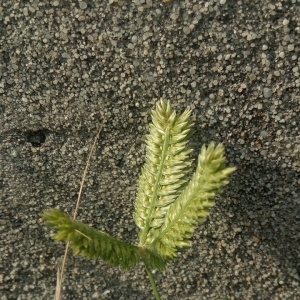 Photographie n°1952464 du taxon Eleusine tristachya (Lam.) Lam. [1792]