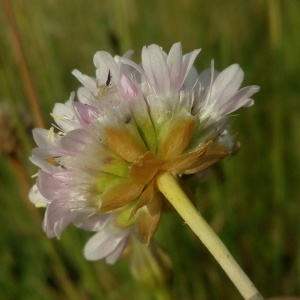 Photographie n°1952479 du taxon Armeria arenaria (Pers.) Schult. [1820]