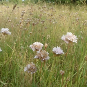 Photographie n°1952496 du taxon Armeria arenaria (Pers.) Schult. [1820]