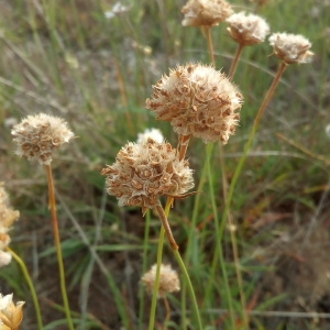 Photographie n°1952515 du taxon Armeria arenaria (Pers.) Schult. [1820]