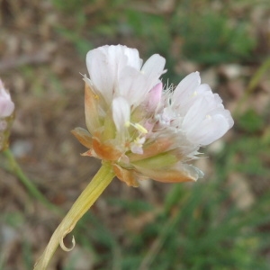 Photographie n°1952520 du taxon Armeria arenaria (Pers.) Schult. [1820]