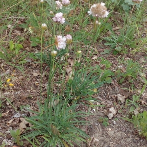 Photographie n°1952525 du taxon Armeria arenaria (Pers.) Schult. [1820]