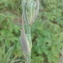  Florent Beck - Gladiolus communis L. [1753]