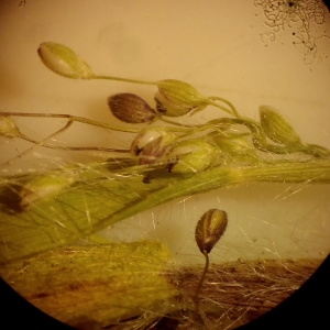 Dichanthelium acuminatum (Sw.) Gould & C.A.Clark