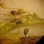  Florent Beck - Dichanthelium acuminatum (Sw.) Gould & C.A.Clark [1979]